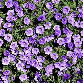 Plant Photo 7