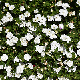 Plant Photo 4
