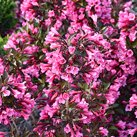Plant Photo 8