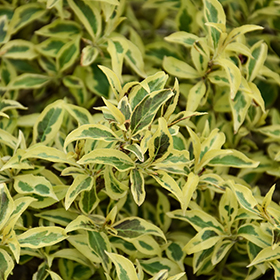 Plant Photo 3