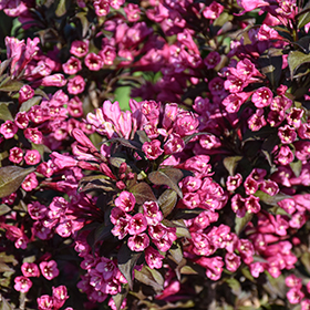 Plant Photo 5