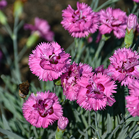 Plant Photo 3
