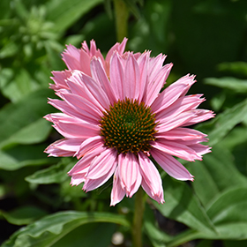 Plant Photo 10