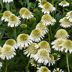 Plant Photo 5