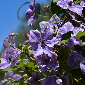 Plant Photo 7
