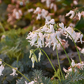 Plant Photo 1