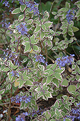 Blue Yonder Plectranthus (Plectranthus 'Blue Yonder') in Wilmette ...