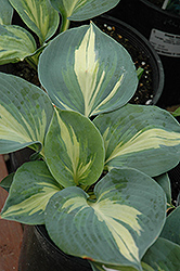 hosta chaletnursery funkia hostas herbaceous foliage