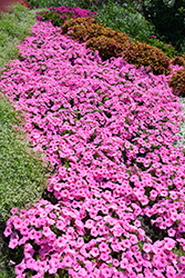 Supertunia Vista Bubblegum Petunia (Petunia 'Supertunia Vista Bubblegum ...