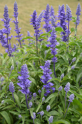 Victoria Blue Salvia (Salvia farinacea 'Victoria Blue') in Wilmette ...