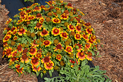 Gaillardia mesa bright discount bicolor