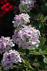 Superbena Pink Parfait Verbena (Verbena 'Superbena Pink Parfait') in ...