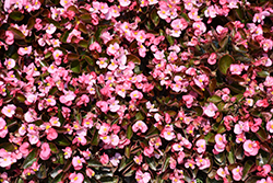 Bada Boom Pink Begonia (Begonia 'Bada Boom Pink') in Wilmette Chicago  Evanston Glenview Skokie Winnetka Illinois IL at Chalet Nursery