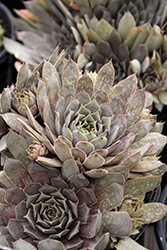 Chick Charms Grape Galaxy Hens And Chicks (Sempervivum 'Grape