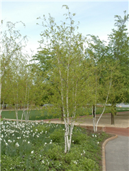 white spire birch